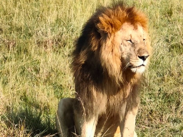 Ashit's Kenya Review with Thrillophilia: Seven Game Drives, the Big Five, and a Family Safari to Remember