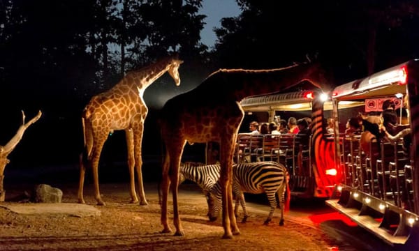 Ahmad’s Singapore Night Safari Experience with Thrillophilia