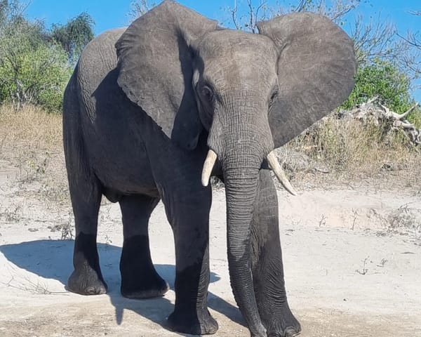 Somewhere Between Safaris and Long Road Trips: Nalin Bhatia’s South Africa Trip with Thrillophilia